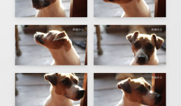 小狗狗视频,小狗狗视频集锦